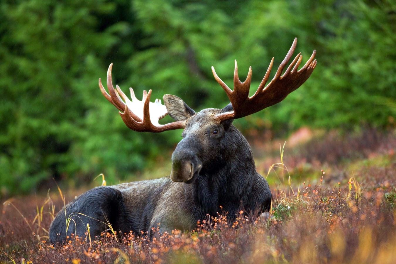 Beautiful photo of a large moose sitting in the grass