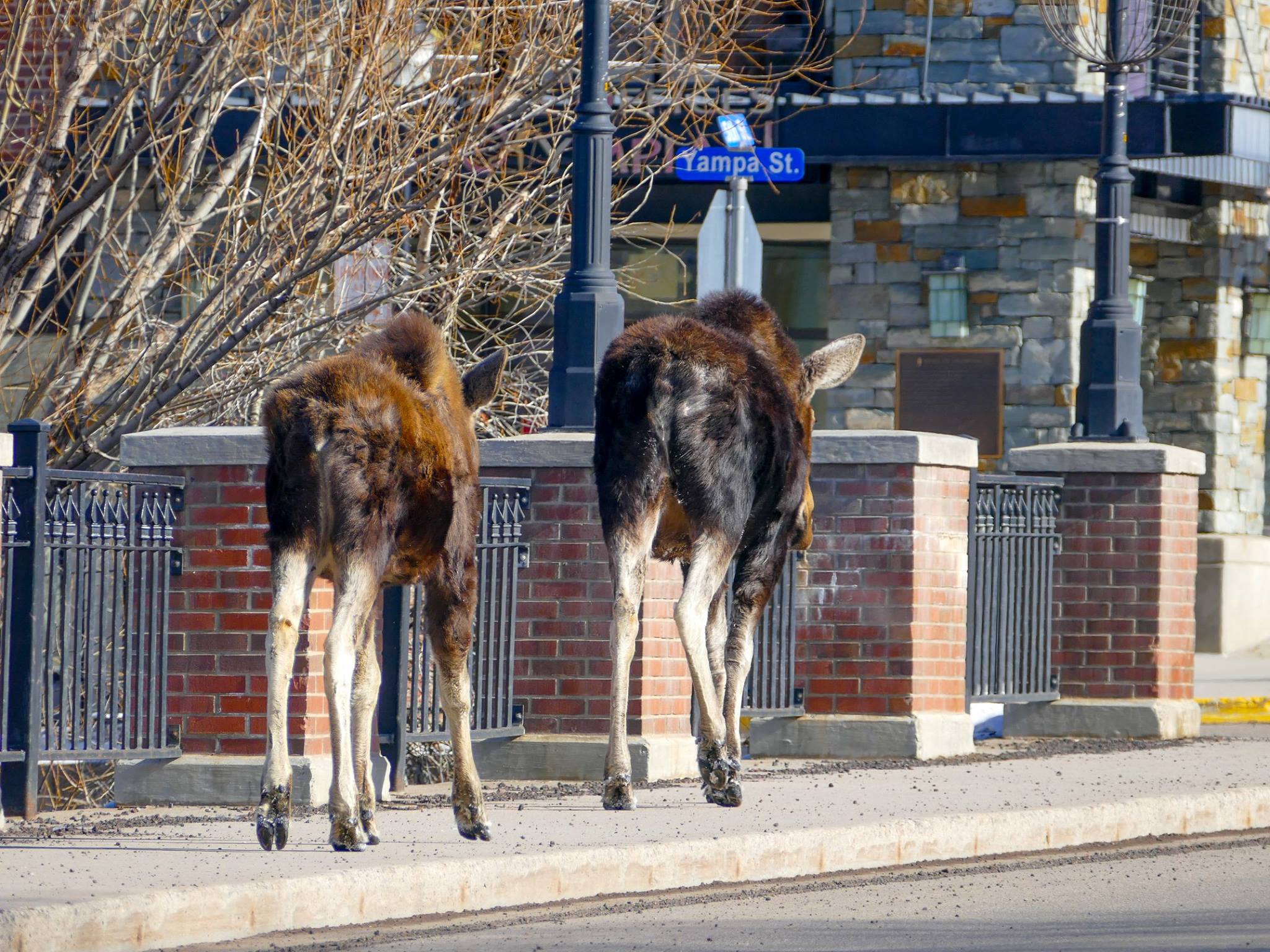 Mother and baby moose walking on the sidewalk downtown