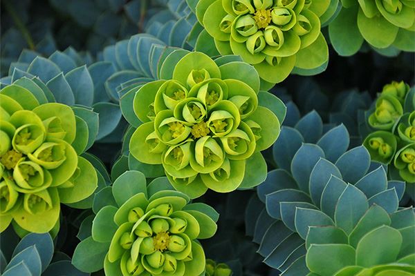 Photo of noxious weed Myrtle Spurge