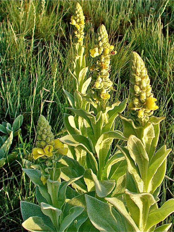 Photo of noxious weed Common Mulein