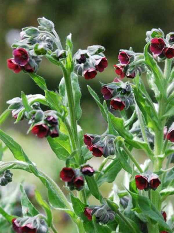 Photo of noxious weed Hounds Tongue